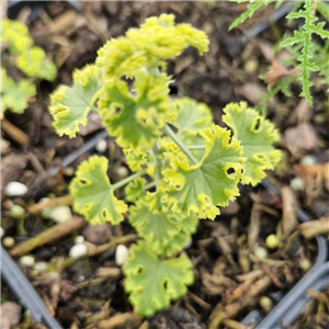 Pelargonium Crispum 'Cy's Sunburst'